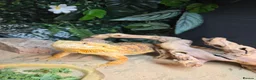 Bearded Dragon reptiles for sale: 1 year old female Bearded dragon  in Peterborough - Advert 1