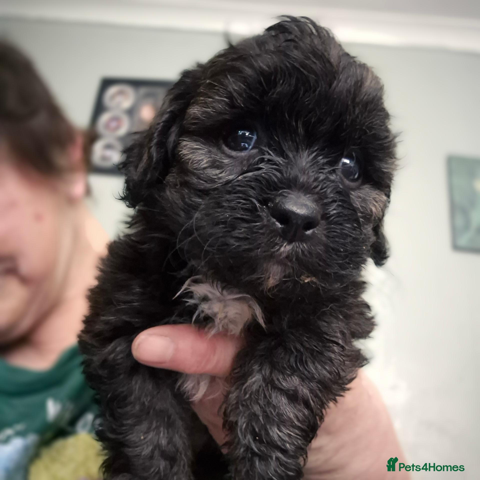 Shihpoo dogs I have 5 shihpoo.pups 2 boys 3 girls  - Advert 14