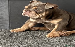 English Bulldog dogs for sale: Female lilac and tan English bulldog - Image 6