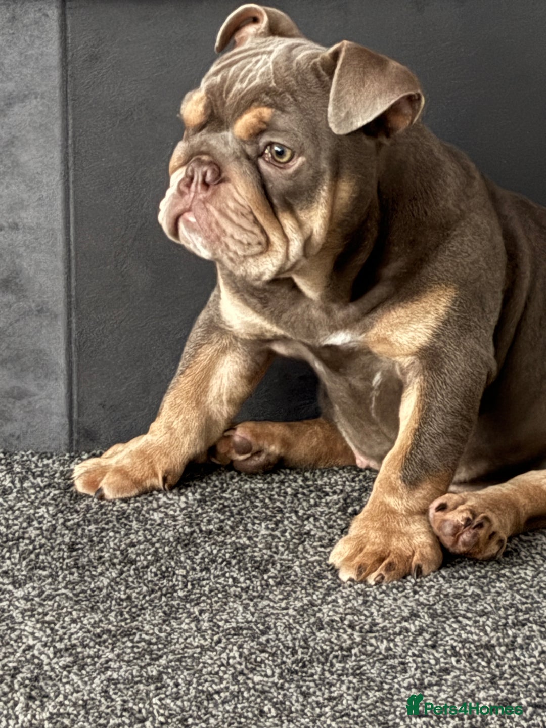 English Bulldog dogs for sale: Female lilac and tan English bulldog - Image 6