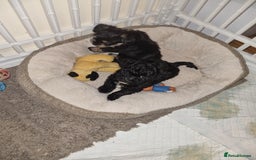 Bichon Frise dogs for sale: 2 Bichon puppies for sale  - Image 24