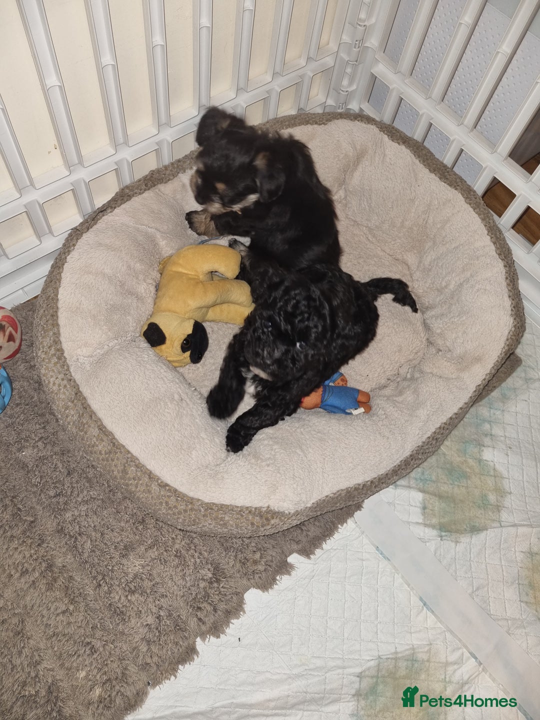 Bichon Frise dogs for sale: 2 Bichon puppies for sale  - Image 24