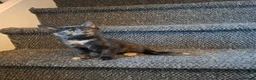 Mixed Breed cats for sale: Beautiful kitten looking forever home  - Advert 2