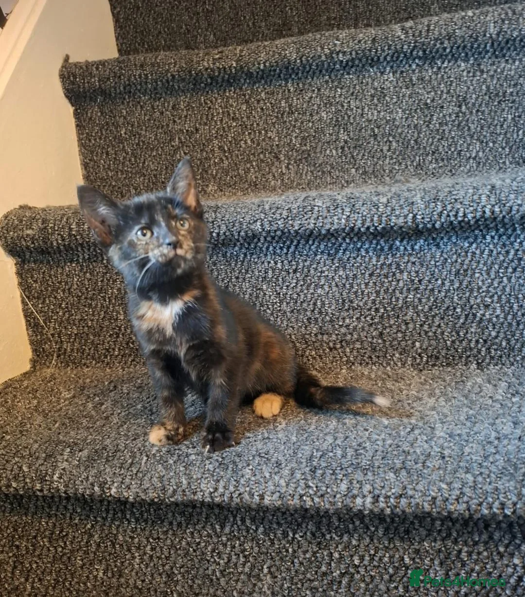 Mixed Breed cats for sale: Beautiful kitten looking forever home  - Advert 2