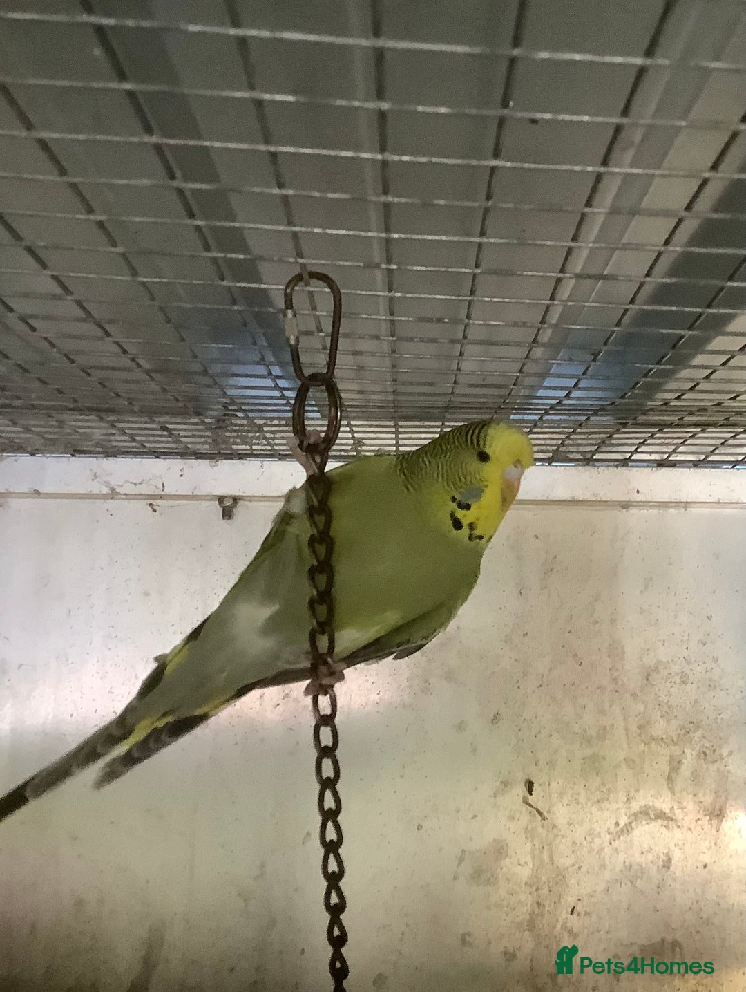 Cockatiels birds for sale: 2025  Cockatiels and Budgies - Image 7