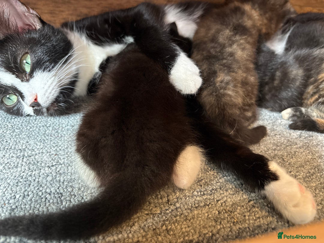 Mixed Breed cats for sale: Maine Coon mix  - Image 13