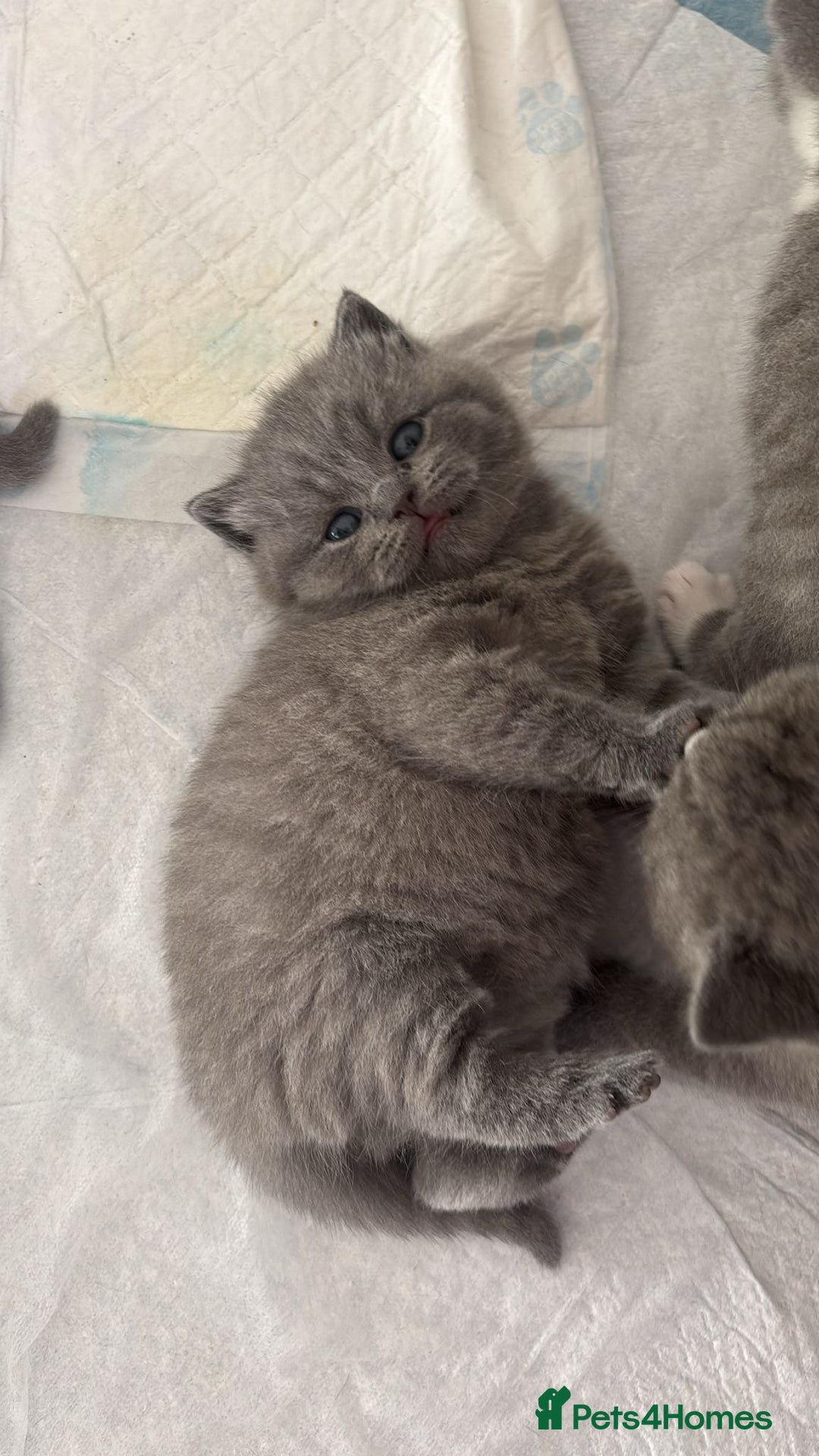 British Shorthair cats for sale: 🧸✨6 Chunky British Shorthair Kittens For Sale✨🧸 - Advert 10