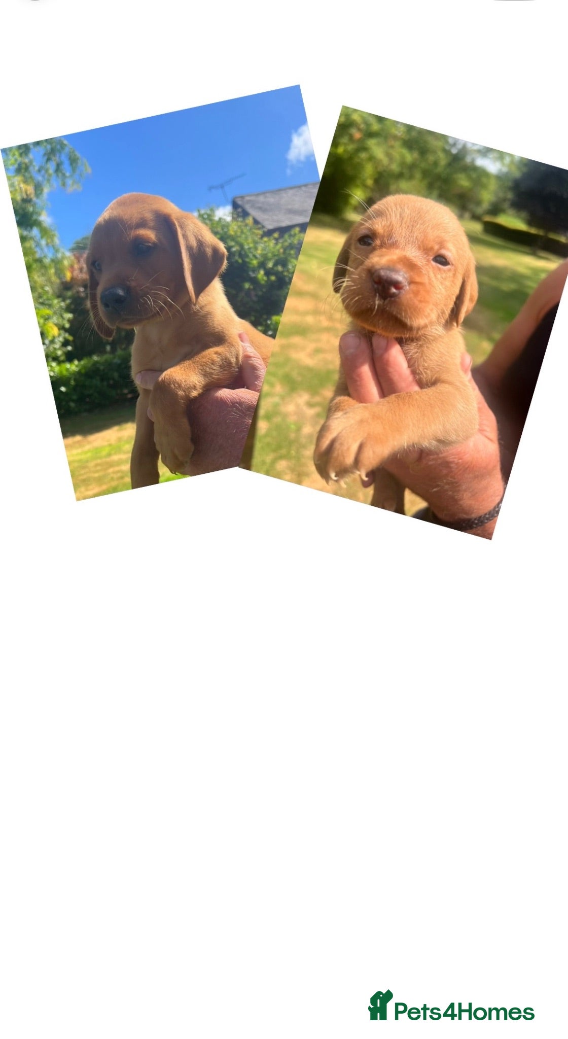 Labrador Retriever dogs DARK FOX RED KC LAB PUPS HEALTH TESTED 5* BREEDER - Advert 11