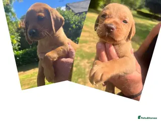 Labrador Retriever dogs DARK FOX RED KC LAB PUPS HEALTH TESTED 5* BREEDER - Advert 11