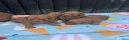 Poodle dogs for sale: Home bred miniature poodles - Advert 5