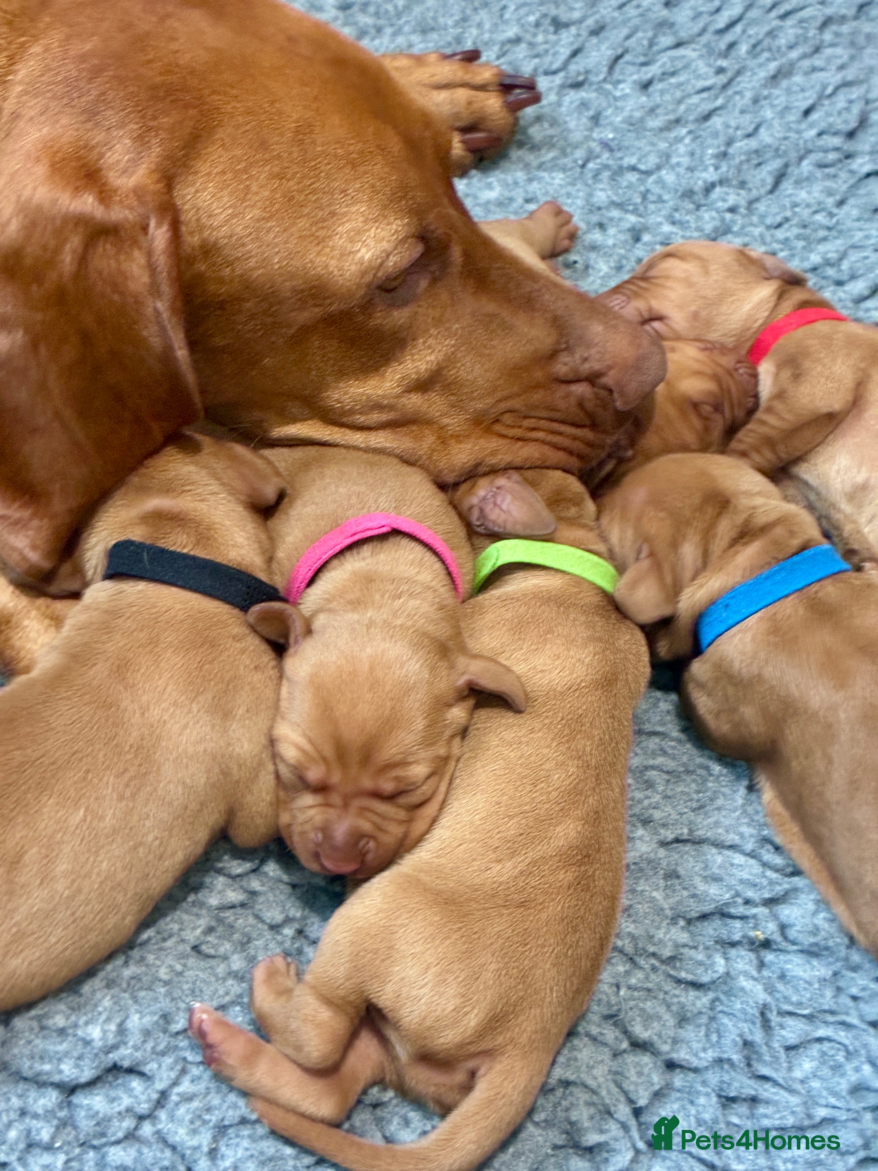 Hungarian Vizsla dogs Exceptionally Well Bred Hungarian Vizsla Litter - Advert 2