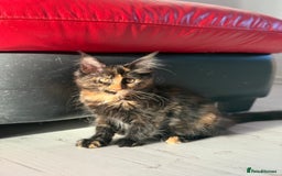 Maine Coon cats for sale: 2 GIRLS LEFT Purebred Maine Coon Kittens Blackburn - Image 11