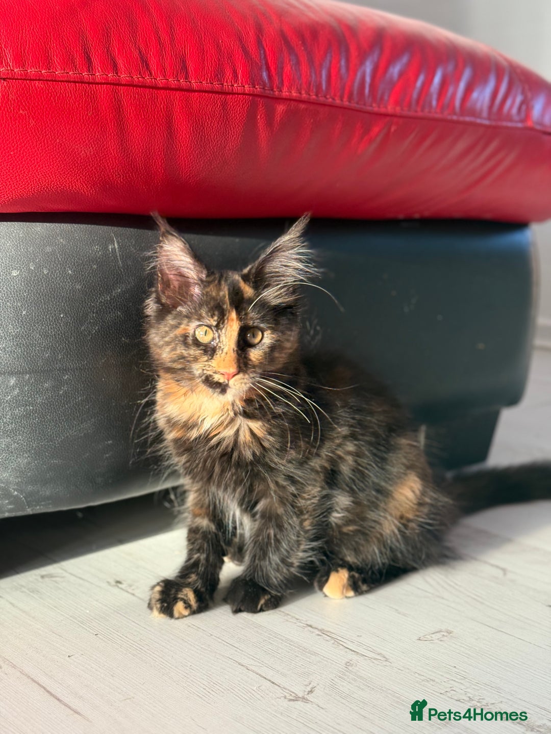 Maine Coon cats for sale: 2 GIRLS LEFT Purebred Maine Coon Kittens Blackburn - Image 11