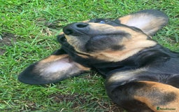 Miniature Dachshund dogs for sale: Dachshund boy ready now  - Image 2