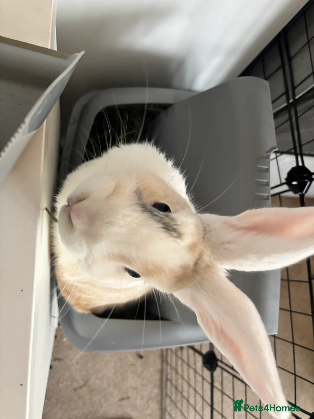 English rabbits for sale: Teddy and Todd - Advert 2