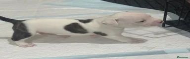 American Bulldog 1