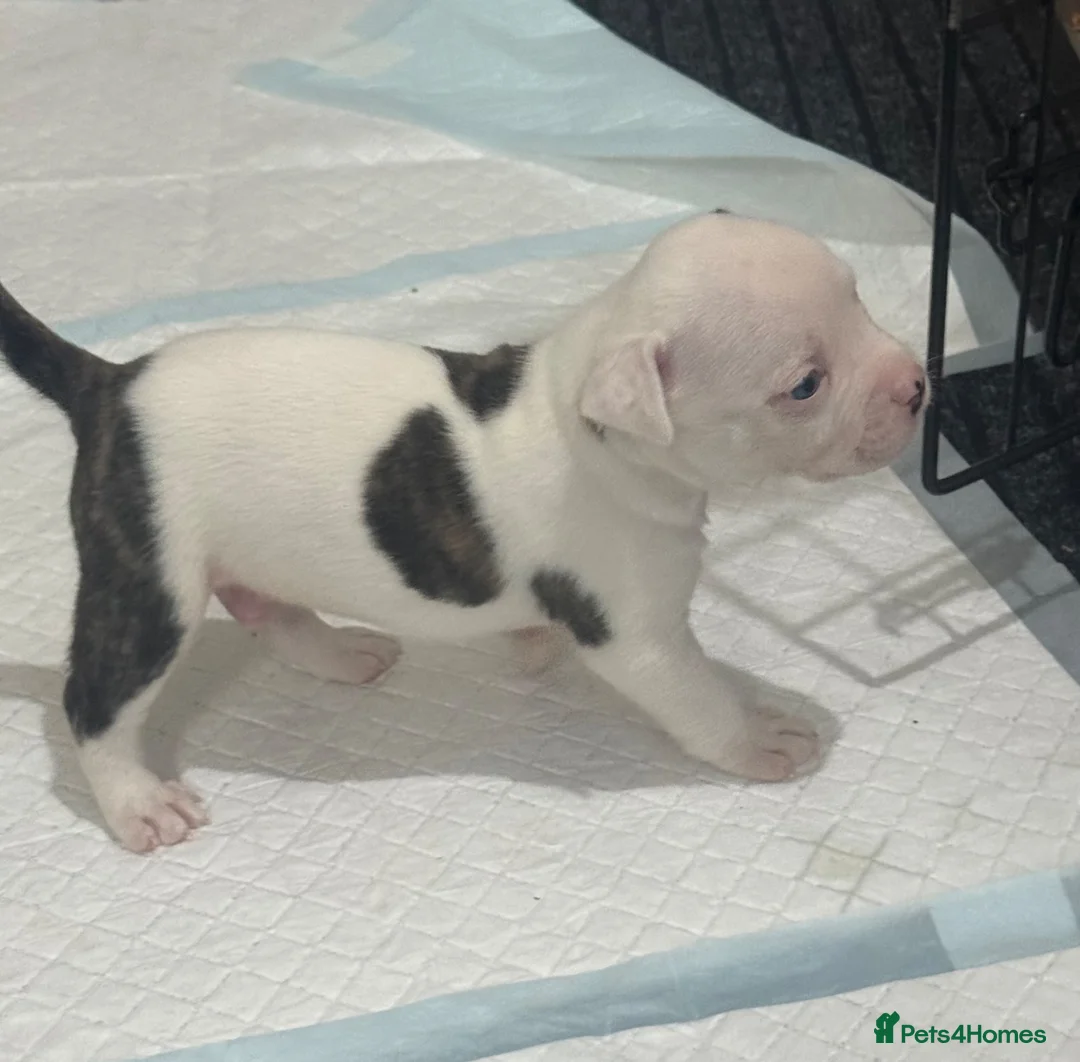 American Bulldog dogs for sale: AMERICAN BULLDOG PUPIES - Advert 11