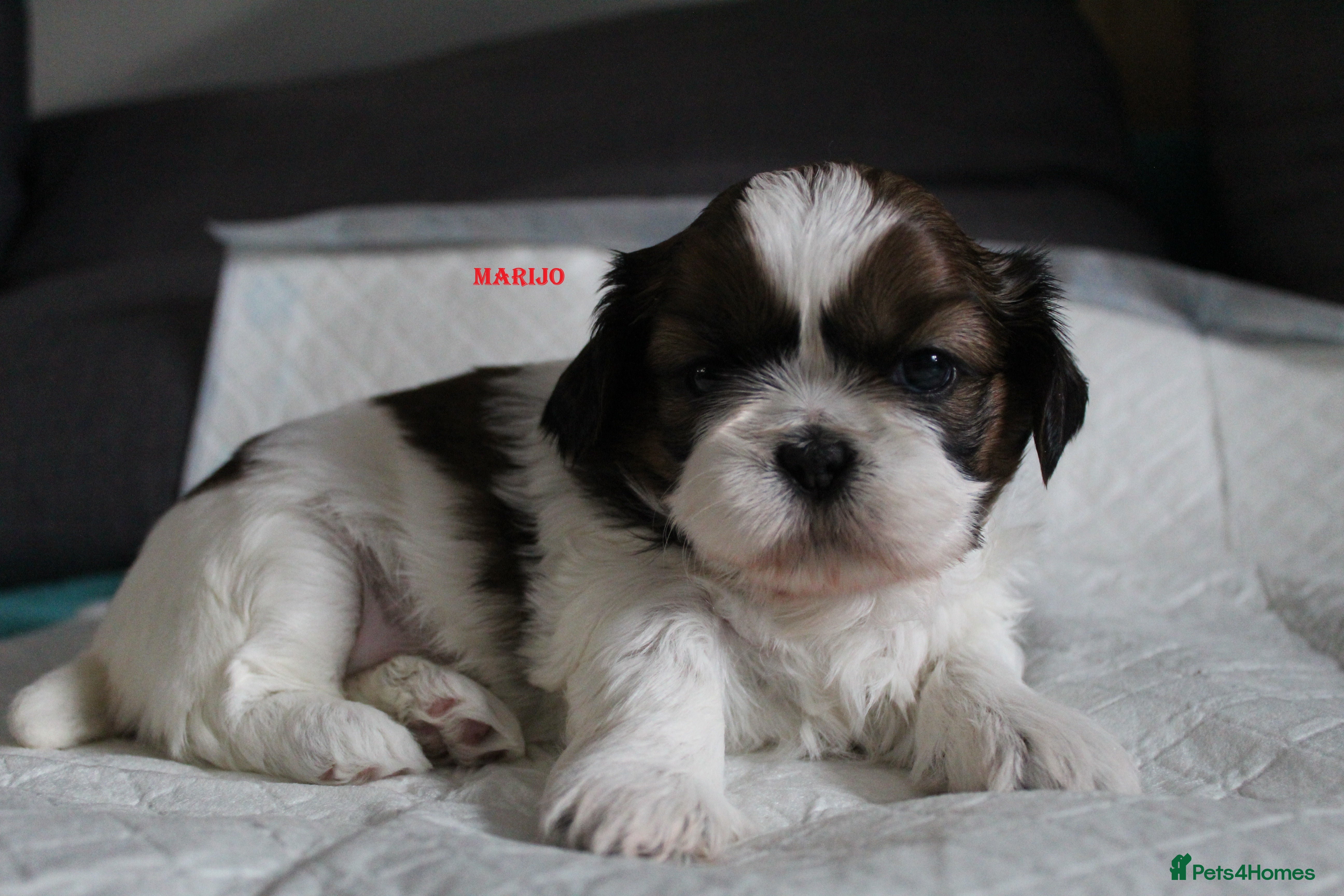 Shih Tzu dogs LOVELY SHIH TZU PUPPIES LIVER GENE  - Advert 1