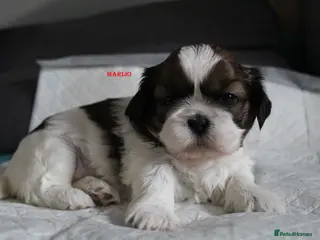 Shih Tzu dogs LOVELY SHIH TZU PUPPIES LIVER GENE - Advert 3