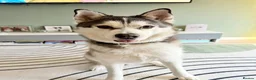 Siberian Husky dogs for adoption: Sunning 🐺 BILLY 🐺 - For An Experienced Home ❤️ in Newark - Advert 3