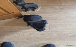 Mixed Breed dogs for sale: akita x blue blood bull dog - Image 2