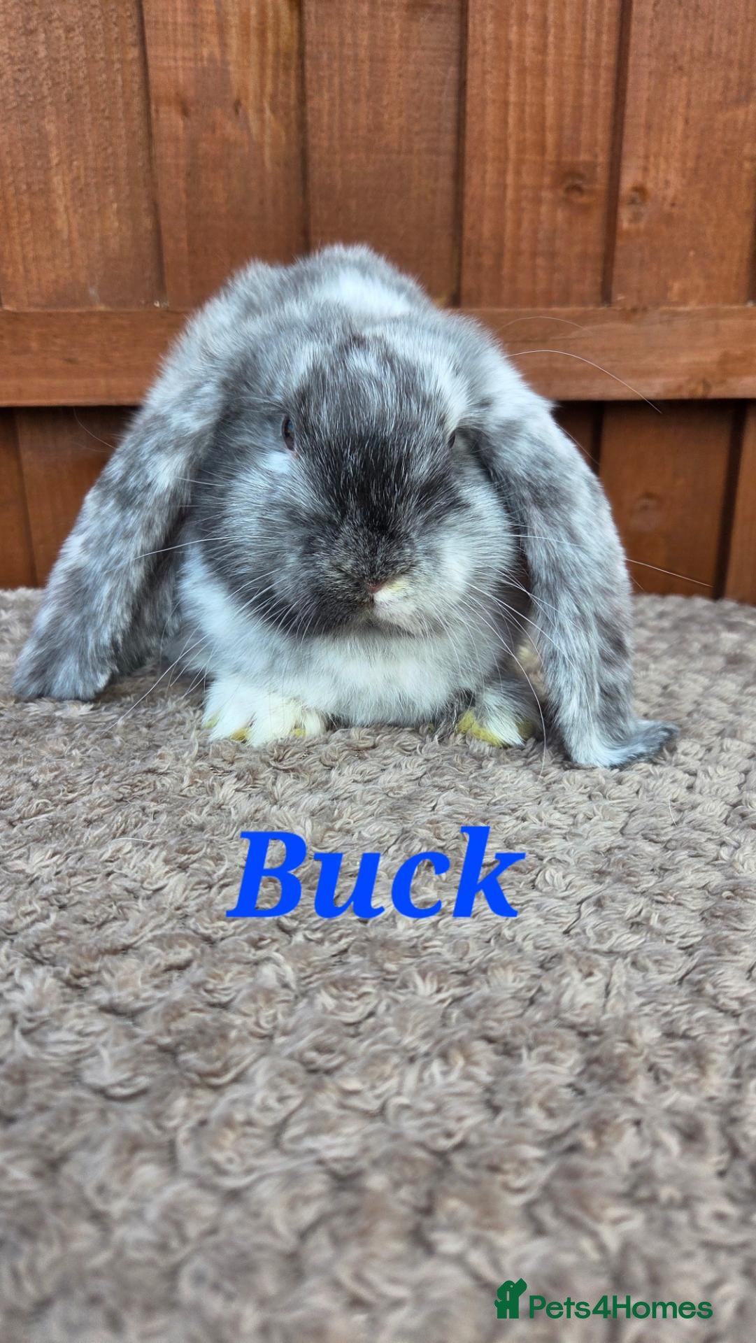 French Lop rabbits Beautiful french lop babies  - Advert 1