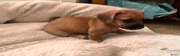 Mixed Breed dogs for sale: Miniature Daschund x 1/8th Border Terrier Puppies in Grantham - Advert 15