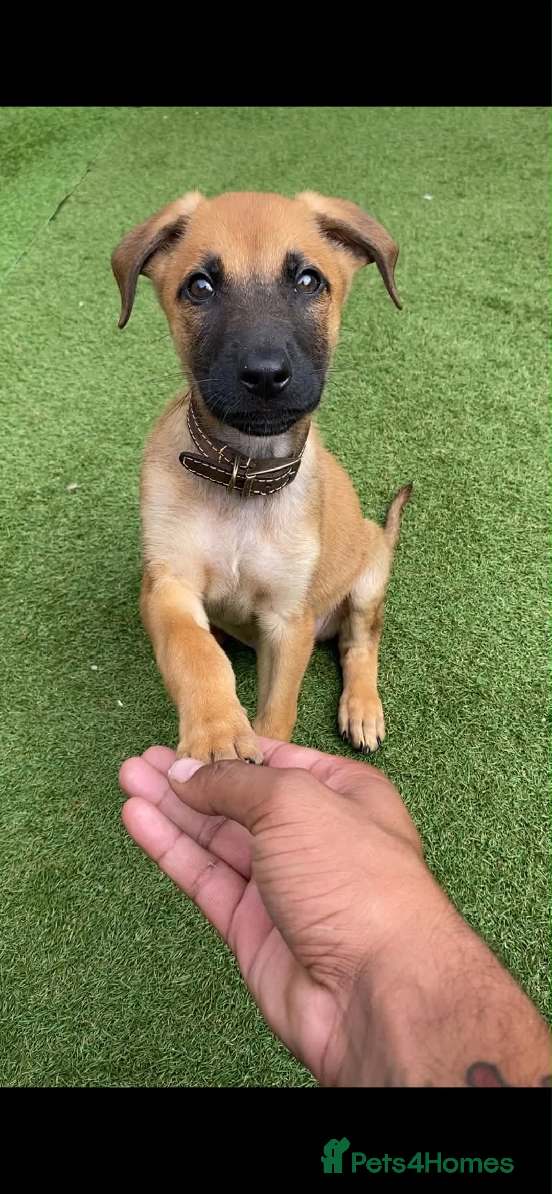 Mixed Breed dogs for sale: Mixed pup READY NOW - Advert 1