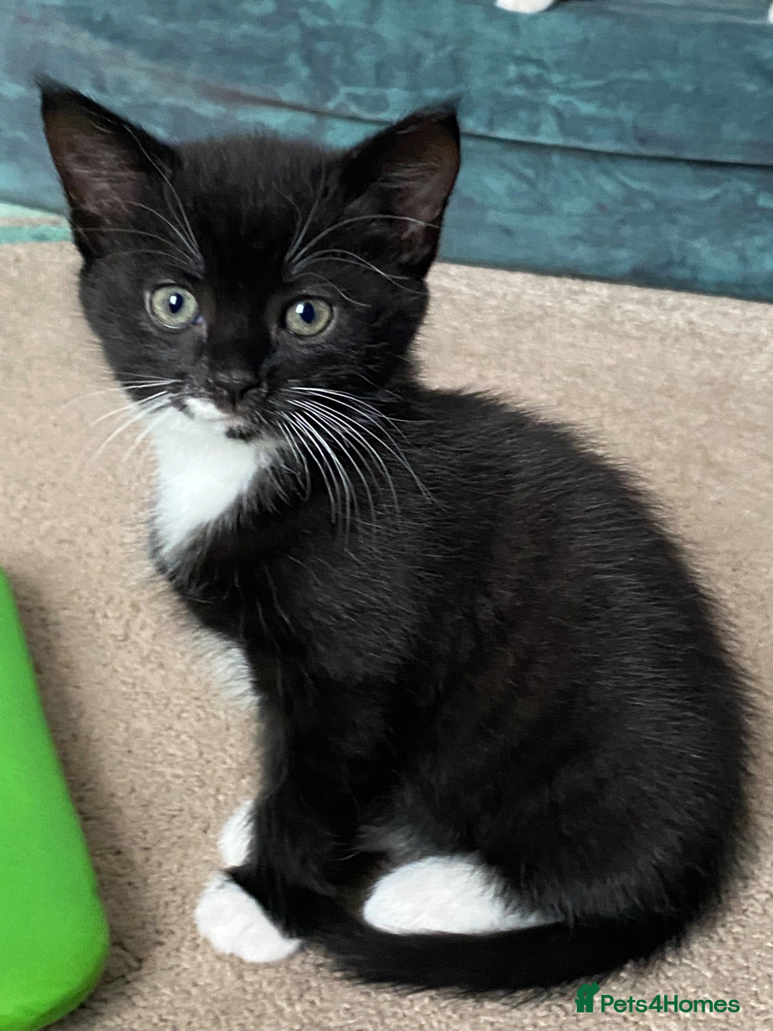 Mixed Breed cats Playful kittens - Advert 18