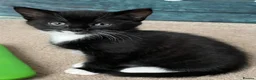 Mixed Breed cats for sale: Playful kittens - Advert 1