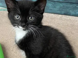 Mixed Breed cats Playful kittens - Advert 2