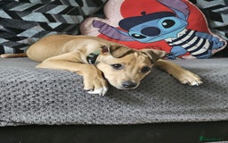 Lurcher dogs for sale: Loving 6Month Old Lurcher Puppy - Image 27