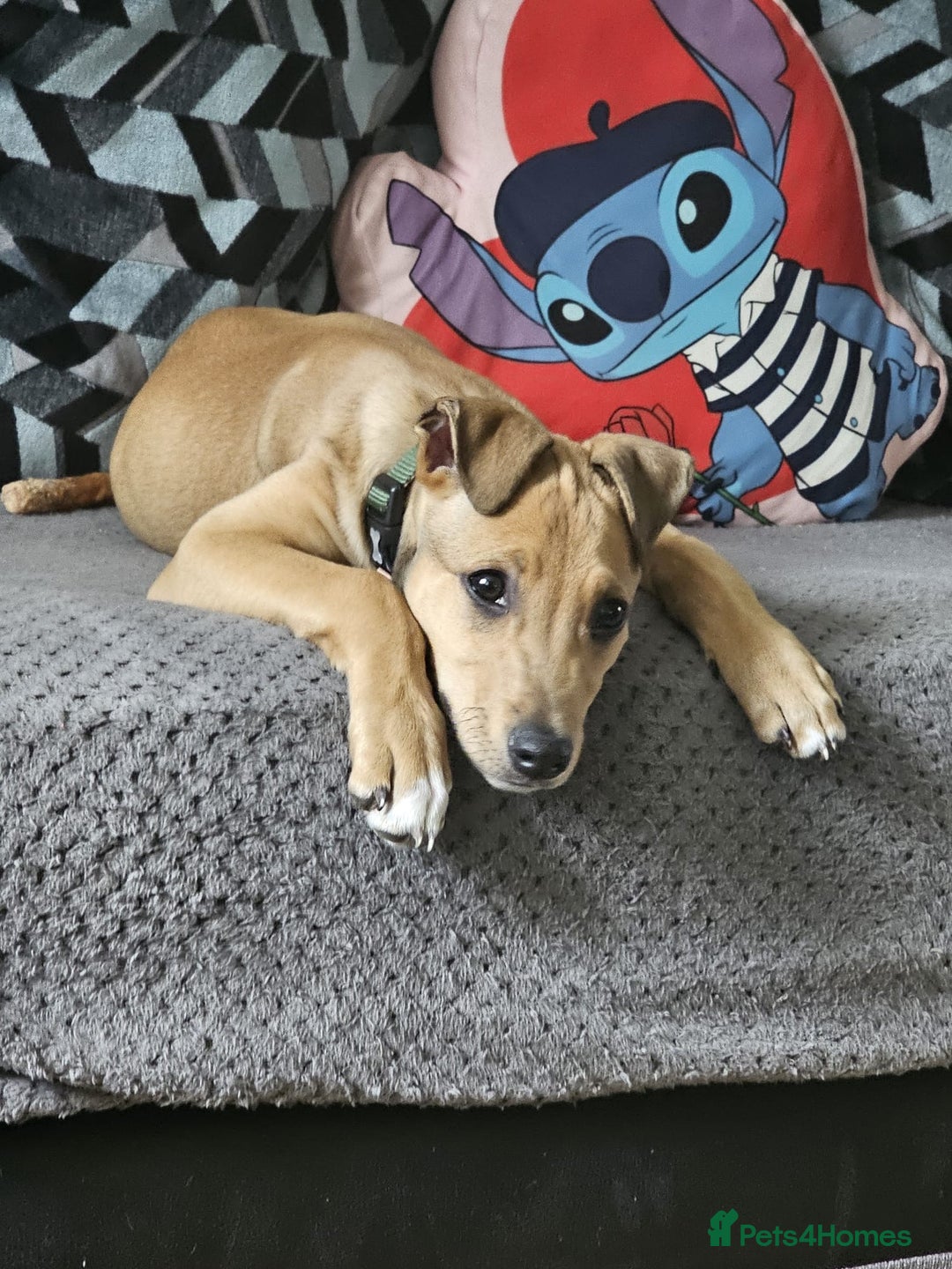 Lurcher dogs for sale: Loving 6Month Old Lurcher Puppy - Image 27