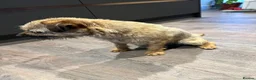 Border Terrier dogs for sale: Beautiful Border Terrier Pups - Advert 2