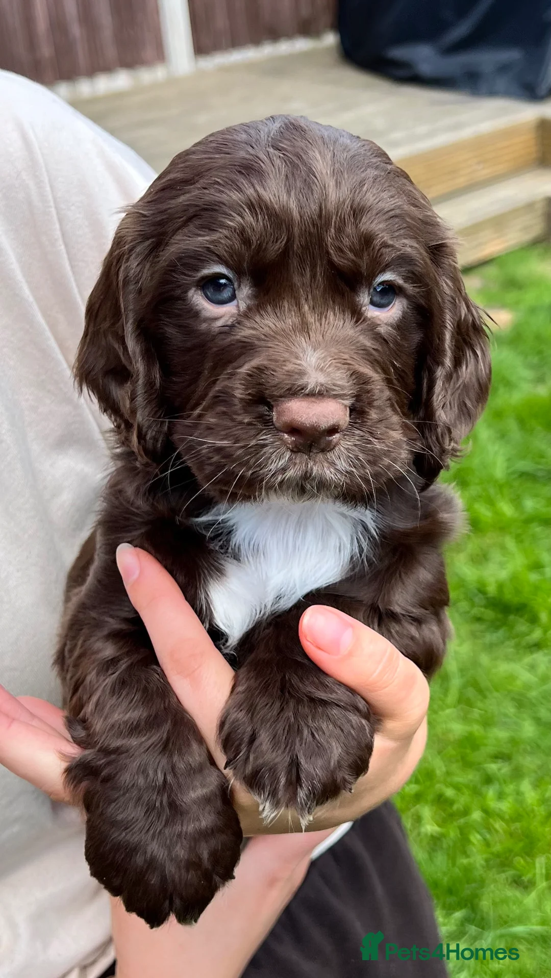 Cocker Spaniel dogs for sale: *KC Registered working cocker spaniel pups* - Advert 1