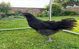 Chickens poultry for sale: Brahmas/Jersey giants - Image 5