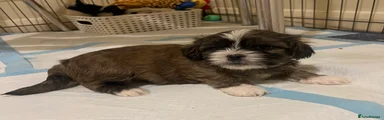 Cosmo