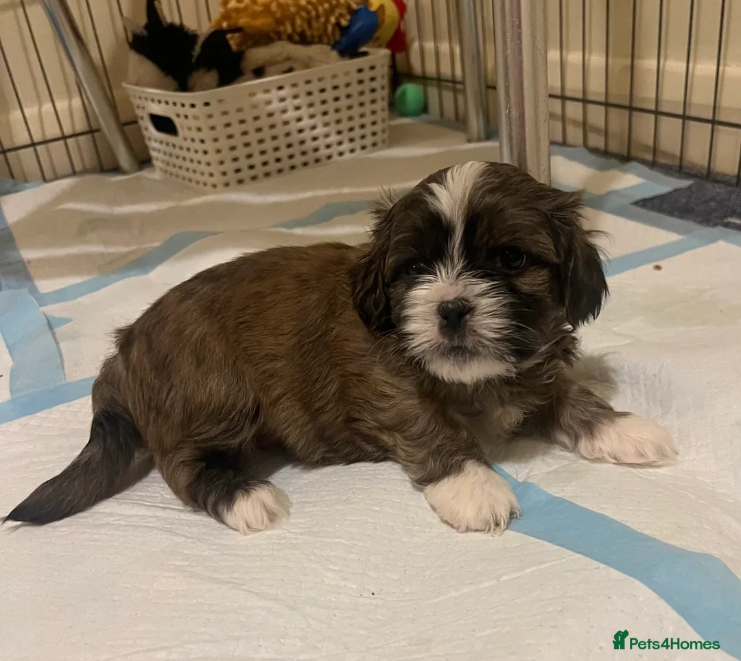 Zuchon dogs for sale: Zuchon puppies looking for forever home £650 - Advert 2