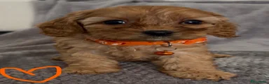 Orange collar 