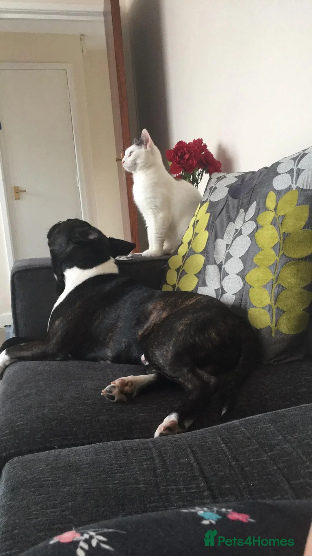 Mixed Breed cats for sale: Meet Zulu in Newport - Advert 14