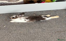 Netherland Dwarf rabbits for sale: My gorgeous netherland dwarf rabbits ❤️❤️❤️ - Image 2