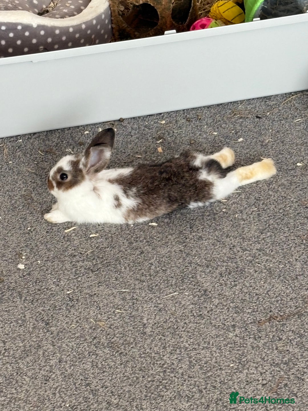 Netherland Dwarf rabbits for sale: My gorgeous netherland dwarf rabbits ❤️❤️❤️ - Image 2