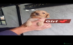 Cockapoo dogs for sale: Beautiful cockerpoos READY TO LEAVE 10th November  - Image 3