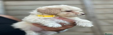 Jackapoo 3