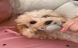 Toy Poodle dogs for sale: Stunning toy poodle - Image 2