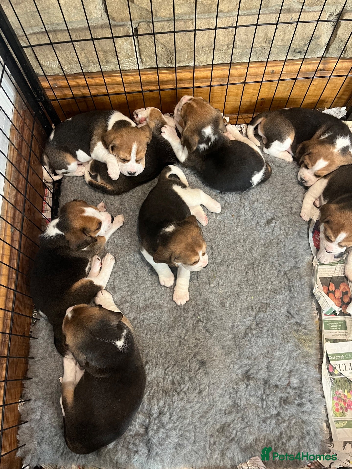 Beagle dogs Champion Bred Puppies (KC Reg) - Advert 15