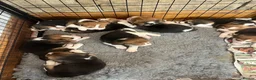 Beagle dogs for sale: Champion Bred Puppies (KC Reg) - Advert 2