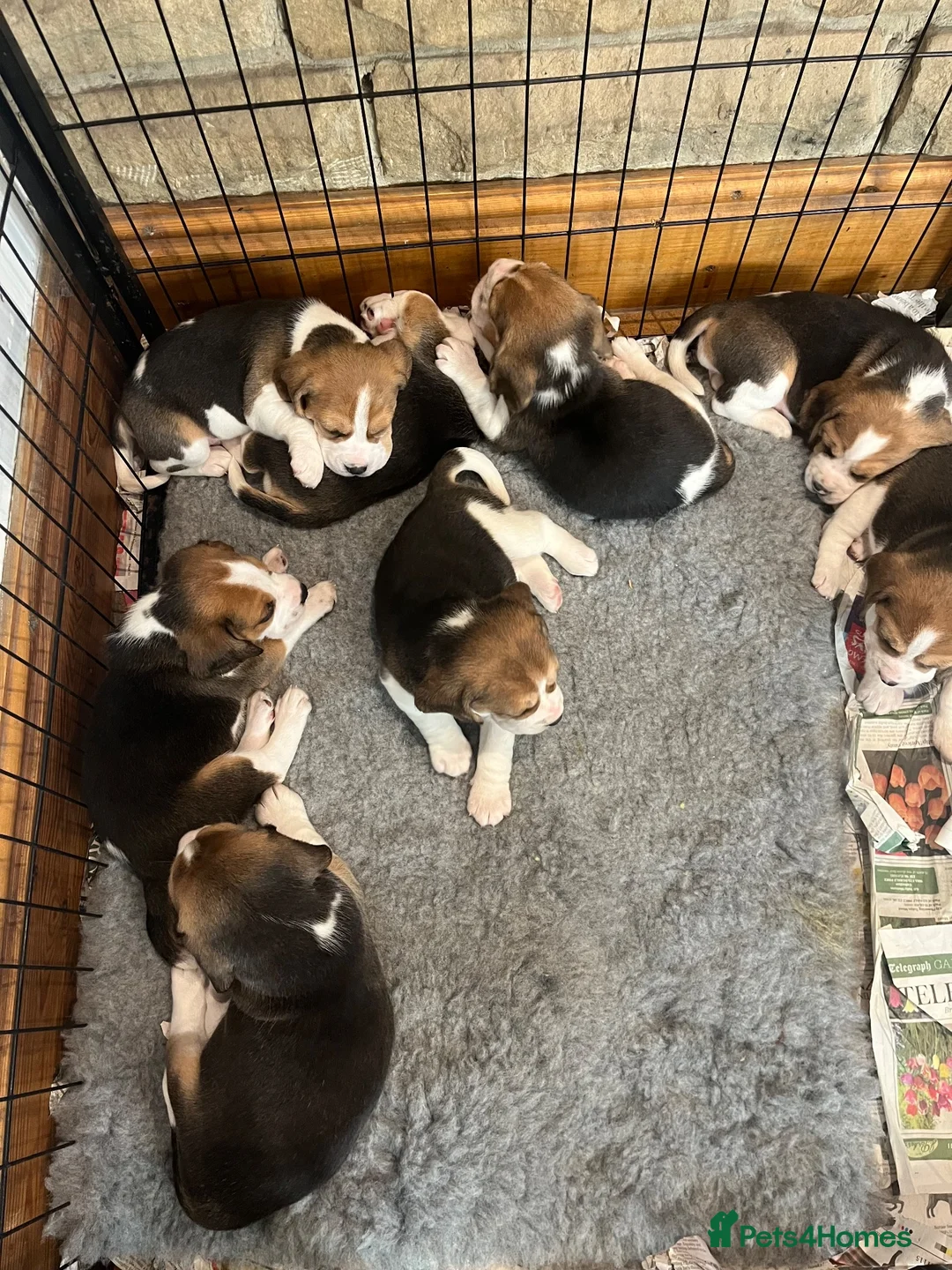 Beagle dogs for sale: Champion Bred Puppies (KC Reg) - Advert 2