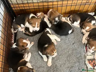 Beagle dogs Champion Bred Puppies (KC Reg) - Advert 15