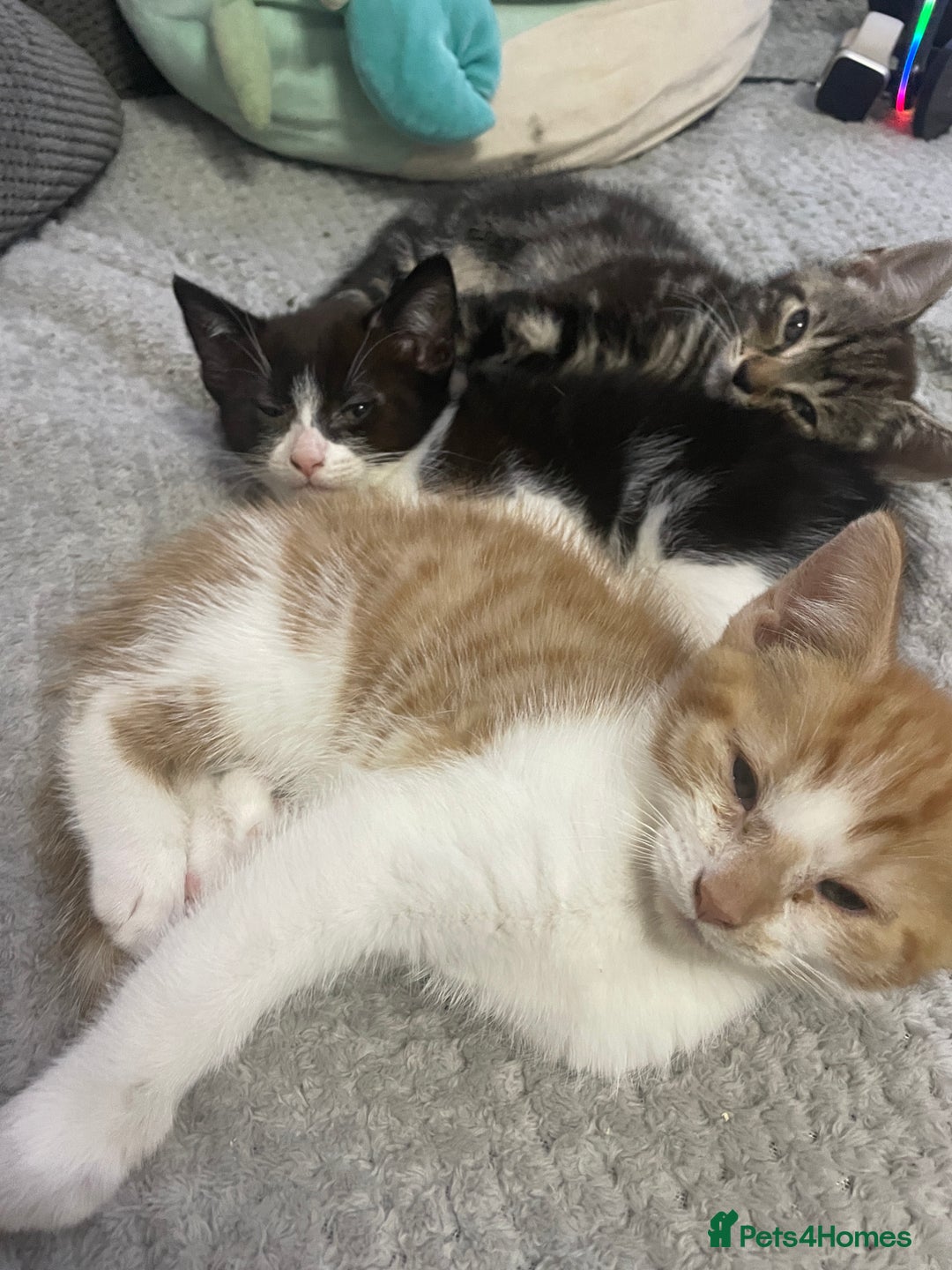 Mixed Breed cats for sale: Kittens Looking for a forever family  - Advert 1